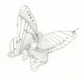 /album/obrazky1/butterfly3-jpg/